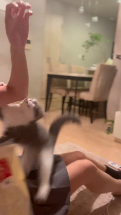 女の子の手に飛びつく猫