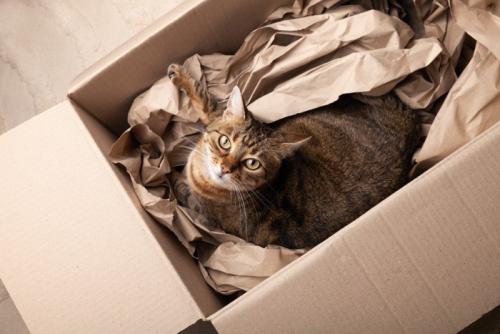 段ボールに入る猫