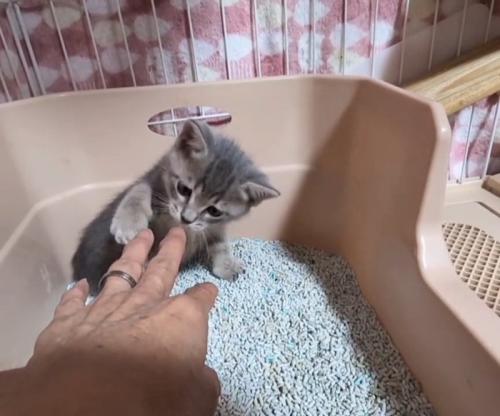 人の手の匂いを嗅ぐ子猫