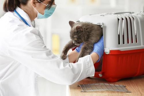 キャリーバッグから猫を出す獣医師