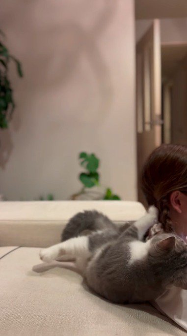 女の子の髪の毛にじゃれる猫