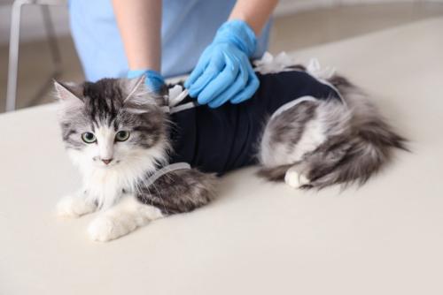 術後服を着ている猫