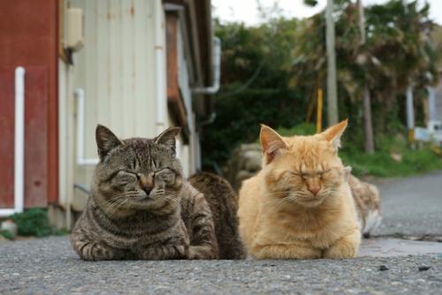 田代島の猫