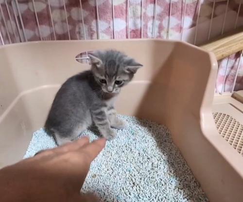 手を見る子猫