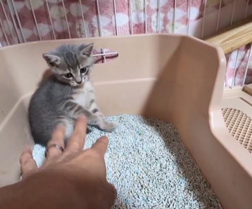 座り込む子猫