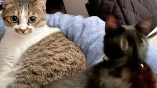 くつろいでいる2匹の猫