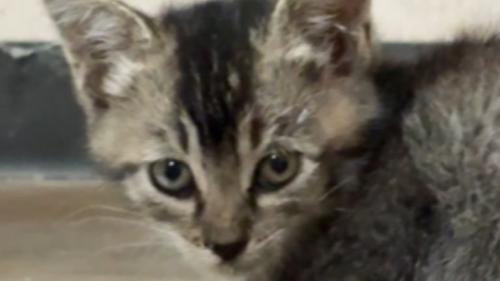 室内にいる子猫