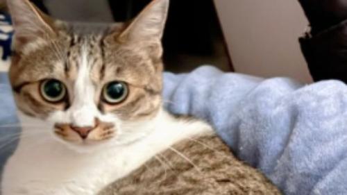 くつろいでいる猫