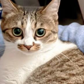 モデルのように綺麗に写るキジシロ猫→『隣』を見てみると、黒猫が……正反対な2匹の様子に爆笑の声「躍動感あふれすぎw」「ホラーやんw」