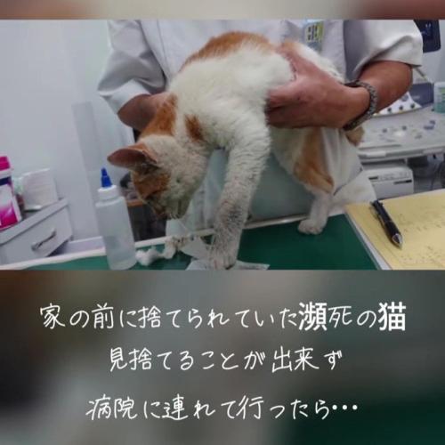 体を持ち上げられる猫