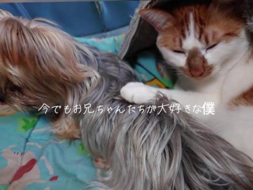 犬を触る猫