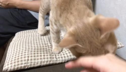 手にスリッ