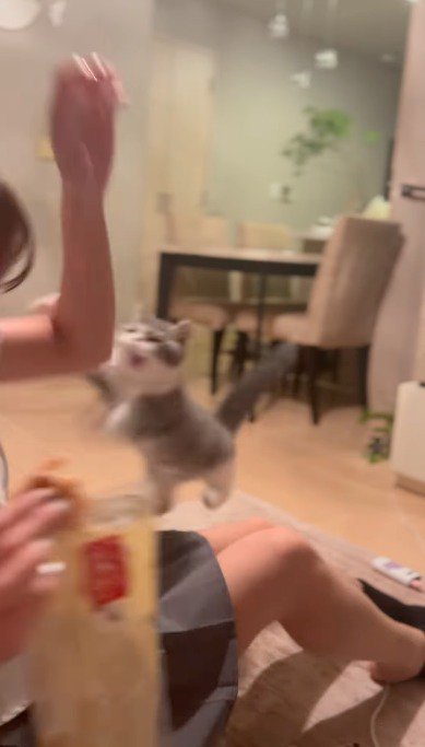 口を開けて女の子の手に飛びつく猫
