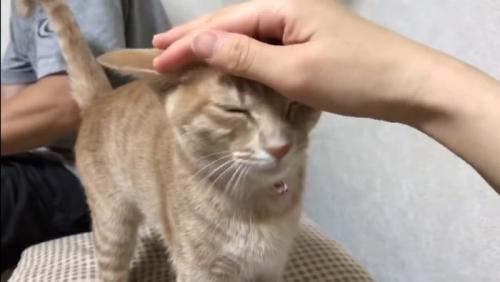 頭をなでなで