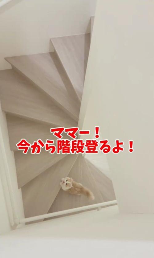 階段下にいる猫