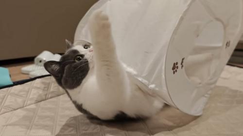 手を伸ばす猫