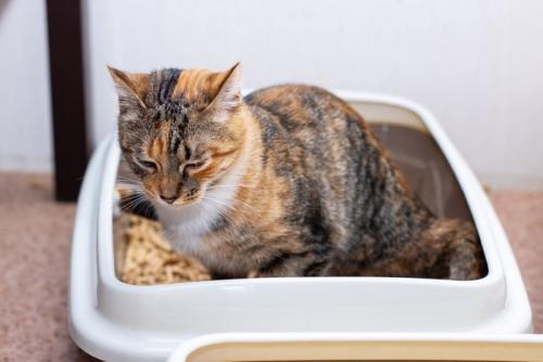 トイレに集中している猫