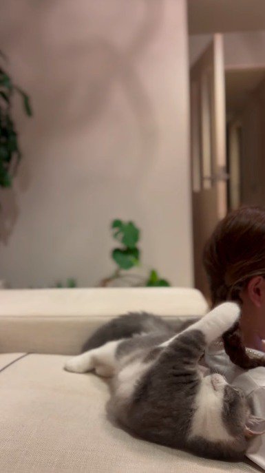 女の子の髪の毛を触って遊ぶ猫