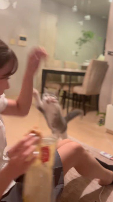 女の子に飛びつく猫