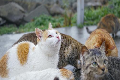 島で暮らす雑種猫たち
