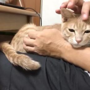 パパの膝の上が大好きで『何度降ろしても戻ってきていた子猫』が、成長した結果…まさかの光景が130万再生「幸せそう」「いい人に出会えたね」