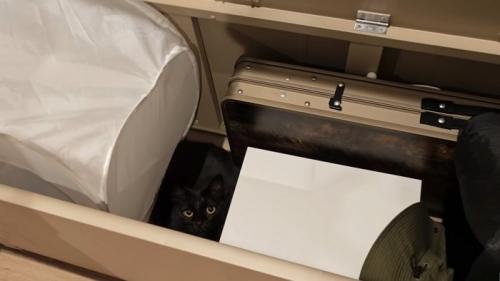隠れる猫