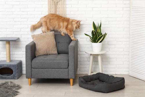椅子に上る猫