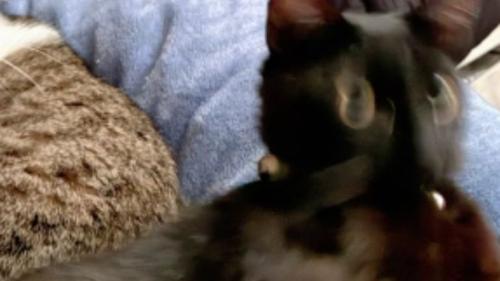 ブレている猫