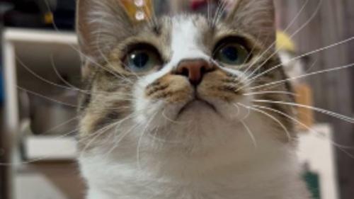 室内にいる猫