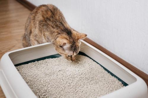 猫砂のにおいをかぐ猫