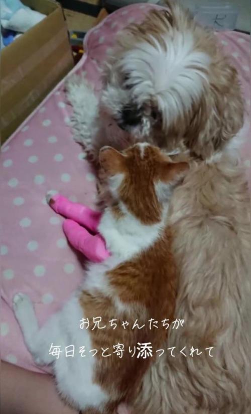 猫に寄り添う犬