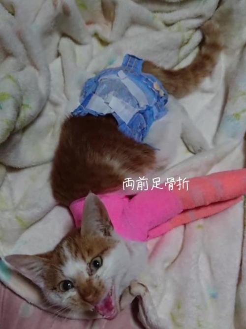 鳴いている猫