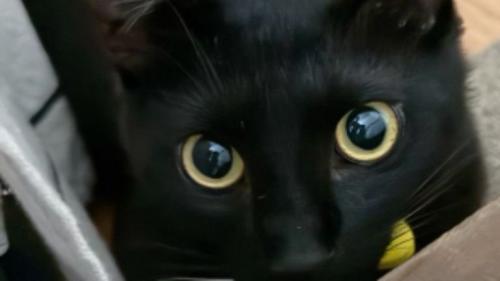 室内にいる猫