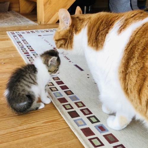 子猫の匂いを嗅ぐ茶白猫