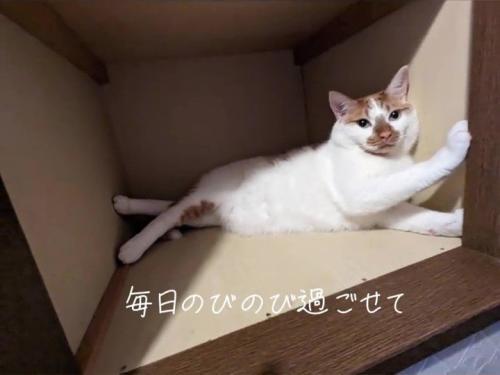 箱の中にいる猫
