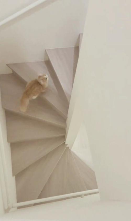 階段を駆け上がる猫
