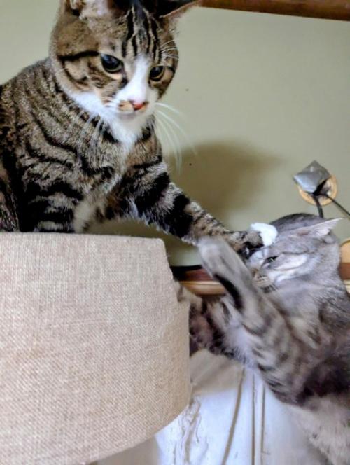 頭を押される猫