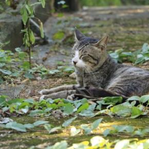 猫が『脱水症状』を起こしている4つのサイン 見落とすと起こり得るトラブルも