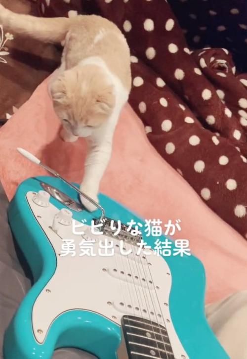ギターを触るらるちゃん