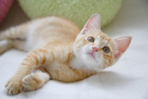 子猫