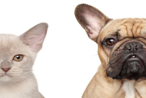 猫と犬