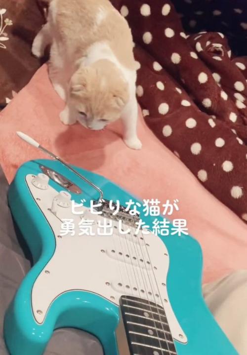 ギターを見るらるちゃん
