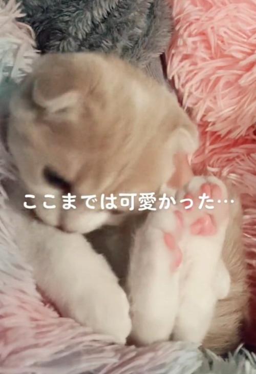 毛づくろいするらるちゃん