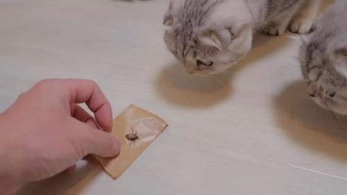 ガムテープに貼り付いた虫