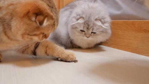 虫を前足でチョンチョンとする茶色の短毛猫