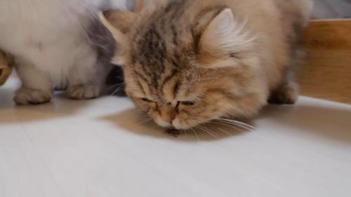 虫を嗅ぐ茶色の長毛猫