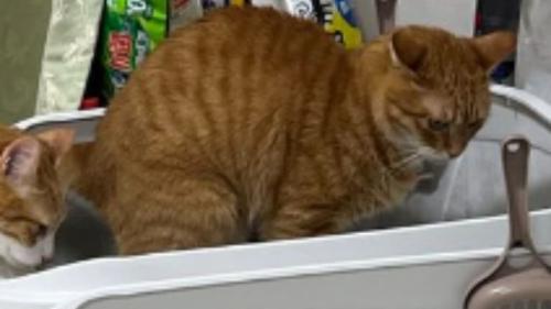 トイレをしている猫