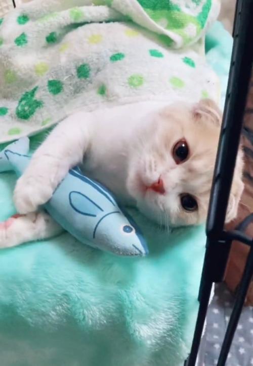 寝転がるらるちゃん