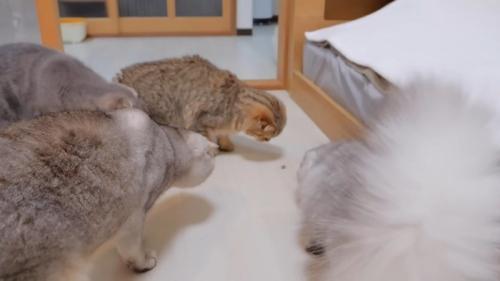 虫に近付く4匹の猫