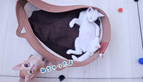 ねちゃったよ
